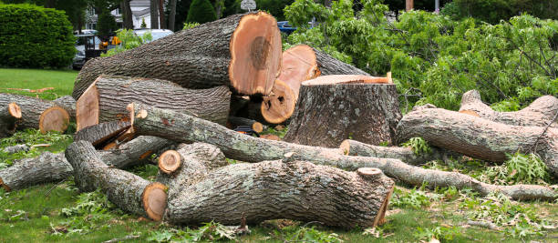 Reliable Bristol, FL Tree Services Solutions